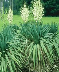 Yucca